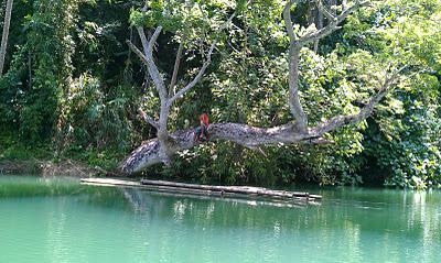 Bohol Notebook 1: A jewel of a river cruise--and not the famous one in Loboc, by the way