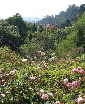 UC Botanical Garden, Berkeley:  A Plant Lover's Paradise