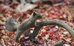 Grey Squirrel