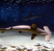 Hammerhead Shark Hammerhead Shark
