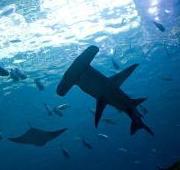 Hammerhead Shark Hammerhead Shark