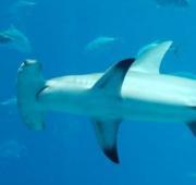 Hammerhead Shark Hammerhead Shark
