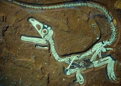 The Most Well-Preserved Dinosaur Skeleton Ever Found In Europe