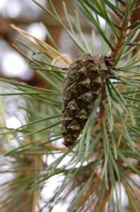 Pinus sylvestris cone (08/10/2011, Horní Bečva, Czech)
