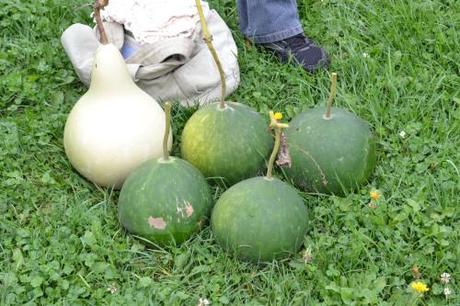 Much Too Long… DSC_0007