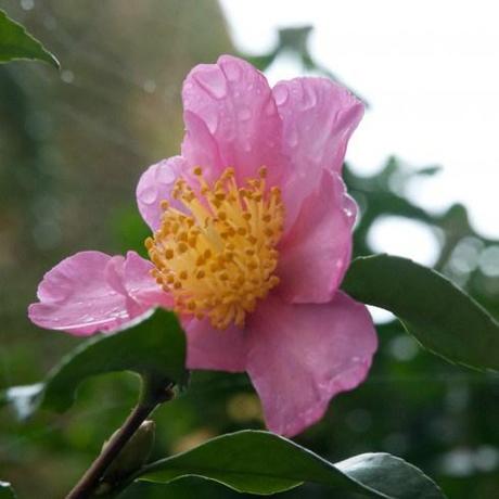 Camellia sasanqua in the rain