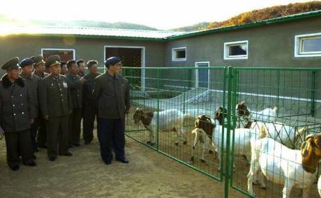 DPRK Premier Tours KPA Breeding Farm Construction DPRK Premier Pak Pong Ju tours KPA Breeding Farm #621 (Photo: Rodong Sinmun).