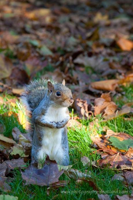 A gray Squirrel in Edinburgh's Botanic Gardens in autumn