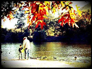 Feeding the Ducks in Hart Park in Autumn
