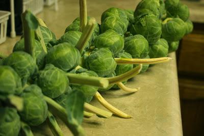 The Alien Vegetable (Brussels Sprouts)
