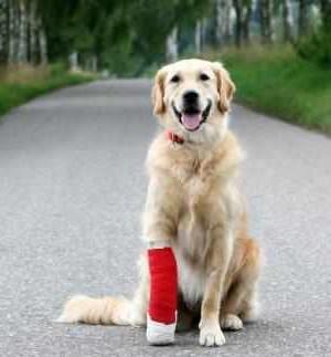 injured dog
