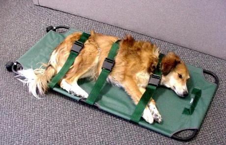 transporting injured dog