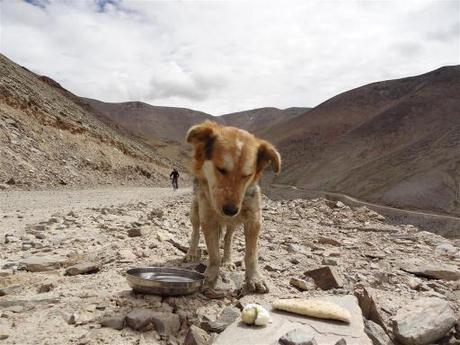 Rumi dog almost at the top of the Taglang-la pass (5300m) snacks on an egg. He 