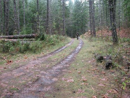 Anatomy of a Halted Timber Sale: Bark Stops the Jazz Timber Sale (Again) 10712747943_4a5970c1c4_c