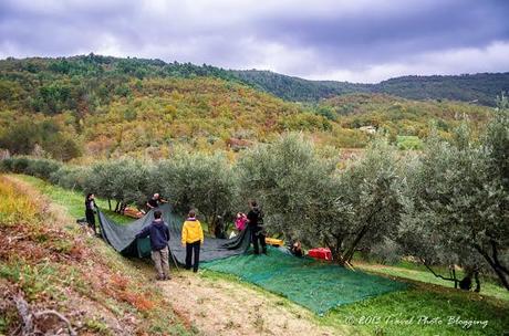 Olive harvest in full swing Olive harvest in full swing