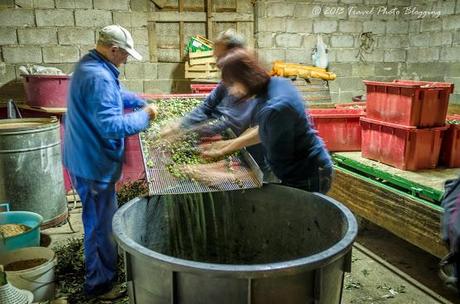 Olive harvest in full swing Olive harvest in full swing