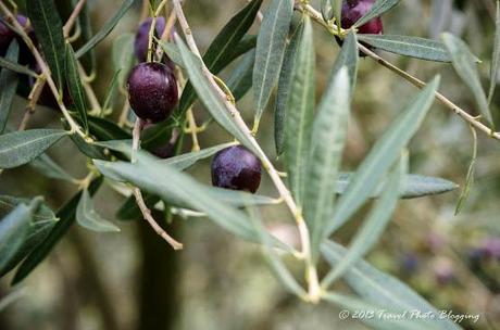 Olive harvest in full swing Olive harvest in full swing
