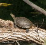 Arizona Turtles Update–November, 2013 Pond Slider