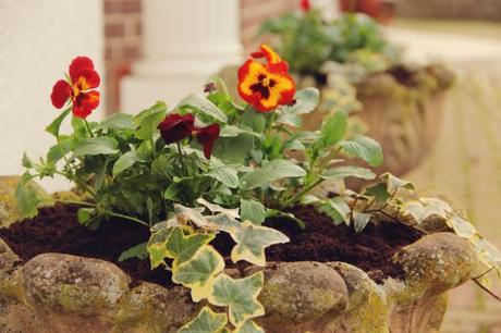 pansies and ivy urn planters