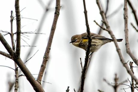 Yellow-rumped-Warbler-4