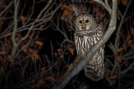 Barred-Owl-with-Fall-Colors