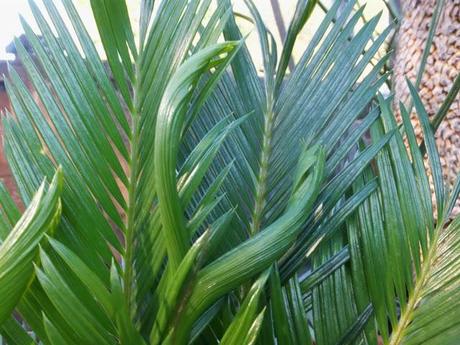 Favourite Plant of the Week - Cycas revoluta
