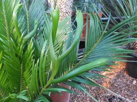 Favourite Plant of the Week - Cycas revoluta