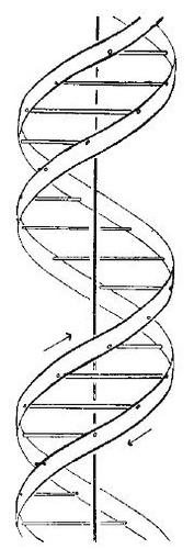 Description Redux, Again: On the Methodological Centrality of Diagrams double helix