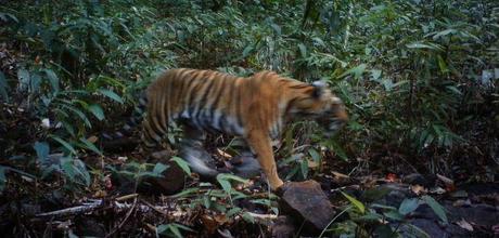 Do tigers drink elephant milk? Image