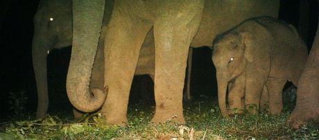 Do tigers drink elephant milk? baby elephant