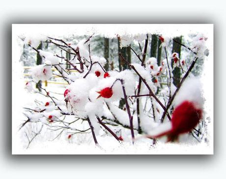 https://www.etsy.com/listing/167965812/rose-holiday-card-free-shipping-winter?ref=shop_home_feat