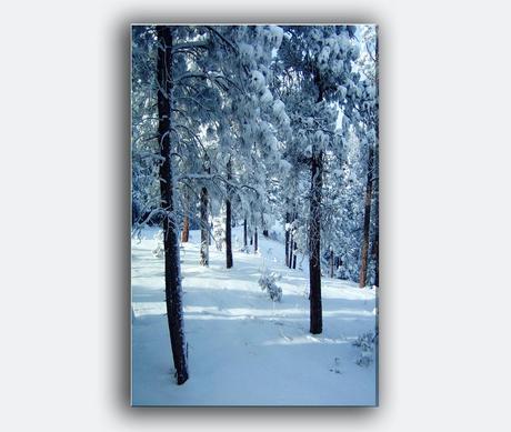 https://www.etsy.com/listing/167488118/nature-holiday-card-free-shipping-winter?ref=shop_home_active