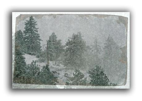 https://www.etsy.com/listing/167988339/pine-forest-holiday-card-free-shipping?ref=shop_home_active