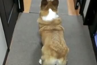 dogs are better than cars essay dogs are better than cars essay
