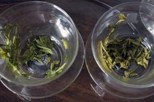Common Mistakes Tea Drinkers Make Part I: Not Drinking Fresh