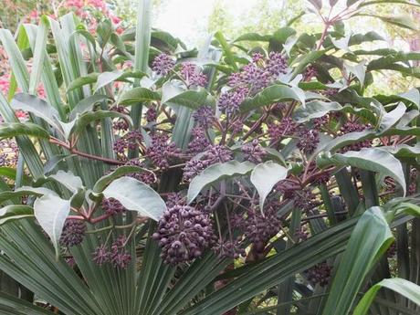 Favourite Plant of the Week - Schefflera aff. chapana