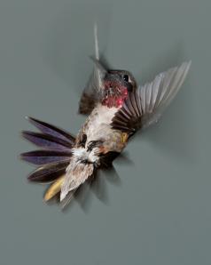 Ruby-throated-Hummingbird-52