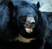 Asiatic Black Bear Asiatic Black Bear