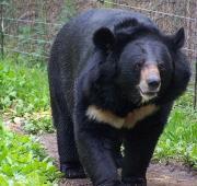 Asiatic Black Bear Asiatic Black Bear
