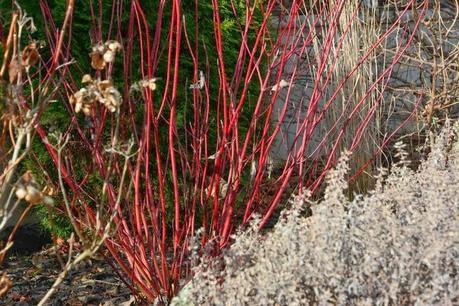 Red Twig dogwood 'Arctic Fire'