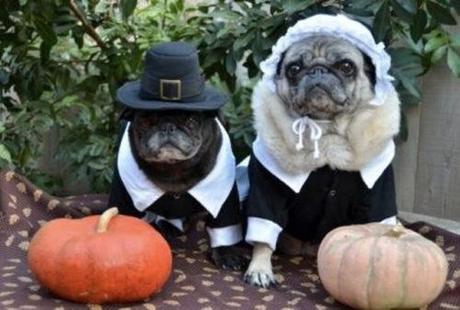 thanksgiving-dog-pilgrim-costume-4