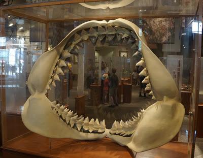 MEGALODON at the Raleigh Natural Science Museum, North Carolina: Jaws of a Giant Shark Close-Up