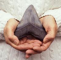 MEGALODON at the Raleigh Natural Science Museum, North Carolina: Jaws of a Giant Shark Close-Up