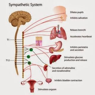 How Your Breath Affects Your Nervous System How Your Breath Affects Your Nervous System