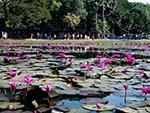 Pond full of magenta water lilies adjacent Angkor Wat