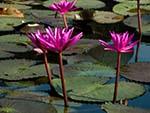 Magenta water lilies in bloom
