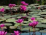 Pond of water lilies at Angkor Wat