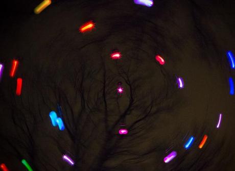 Photo Fun with Christmas Lights Lights appear to form a circle in front of tree branches