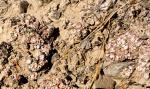 Desert Habitat: Soil Microorganisms 1-Gt Basin Lower Valleys-003