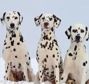 Dalmatian Dalmatian